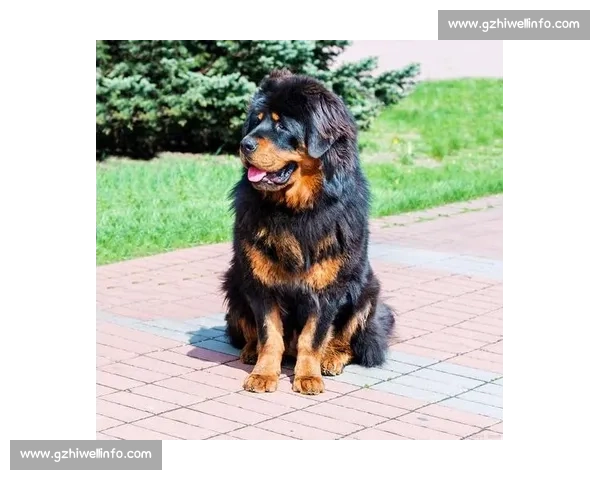 全国训狗比赛精彩纷呈 各路高手争锋 犬类智力与默契的终极对决